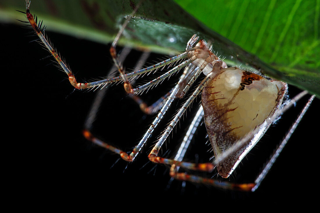Comb-footed spider with eggs