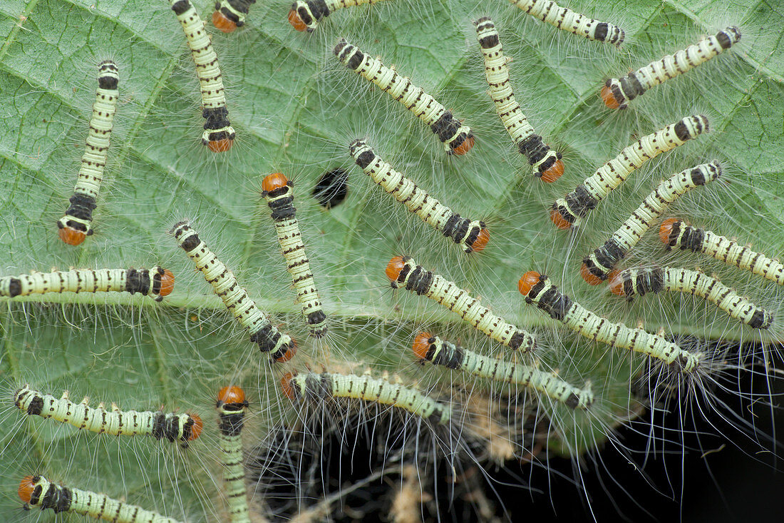 Hairy caterpillars