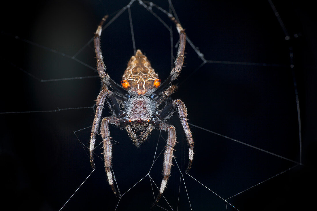 Orb-weaver spider on its web