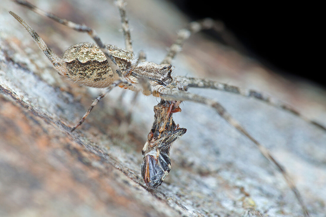 Two-tailed spider with prey