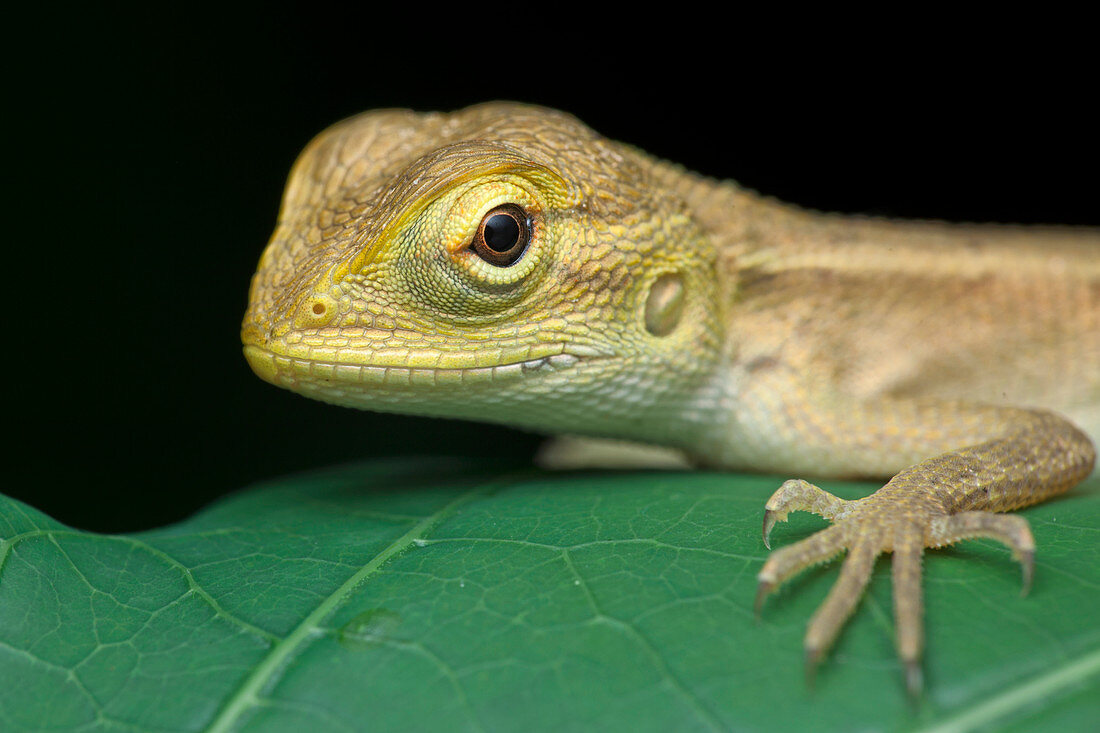 Juvenile changeable lizard