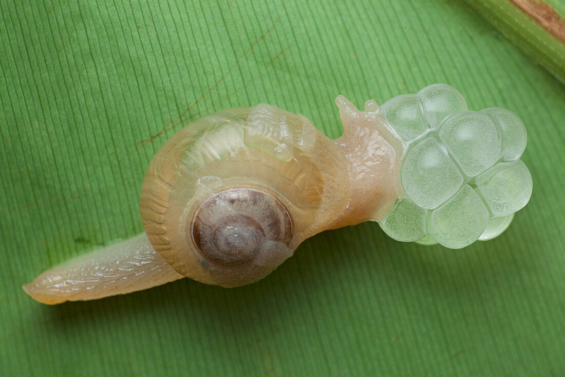 Snail laying eggs