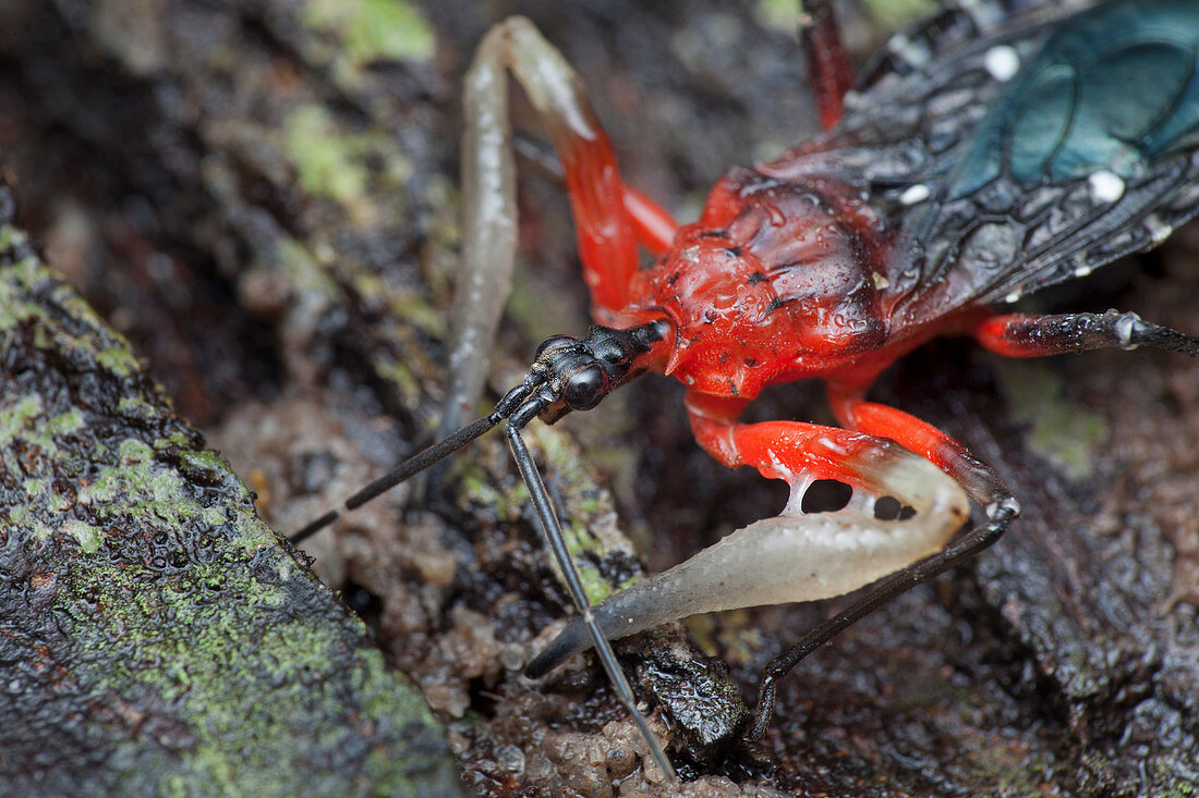 Tree resin assassin bug