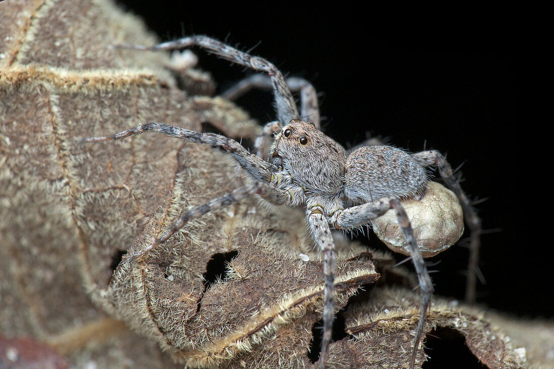 Wolf spider with egg sac