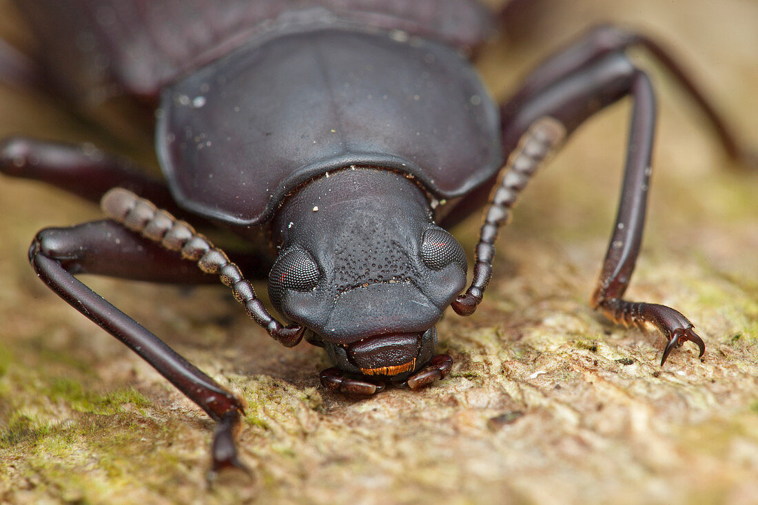 Beetle head