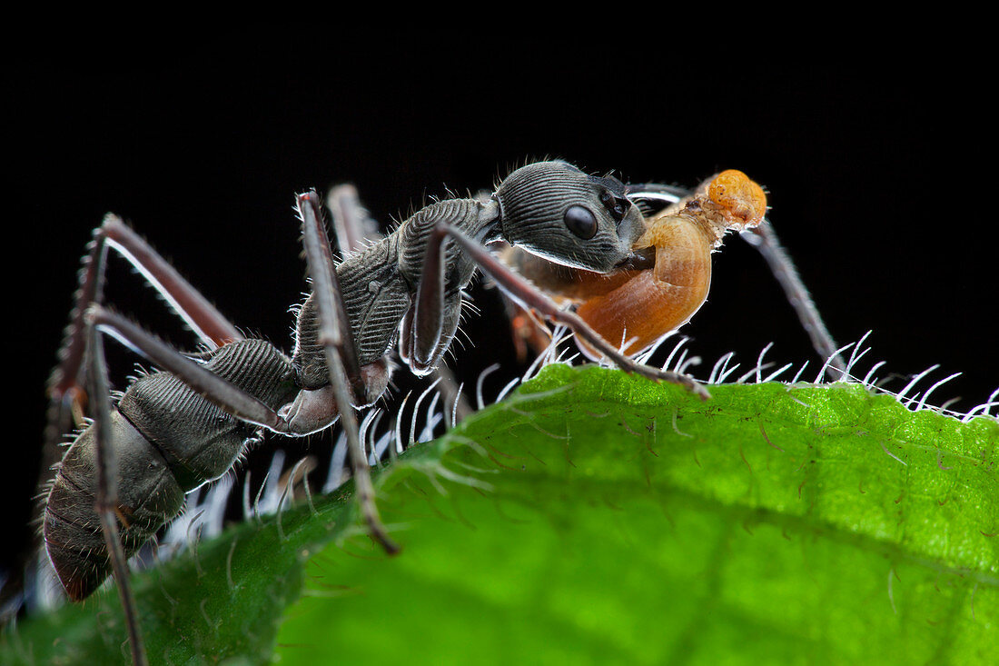 Ant preying on caterpillar