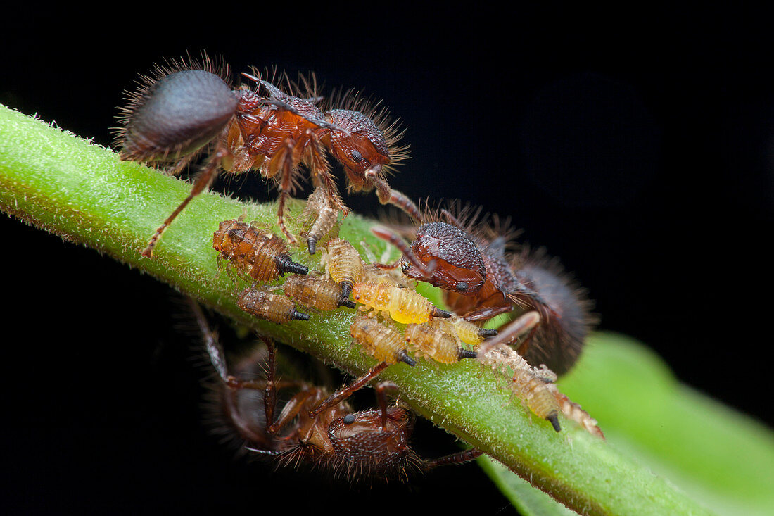 Ants milking treehopper nymph