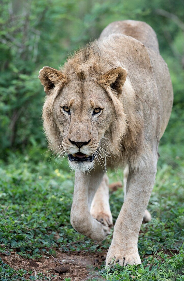Juvenile African lion