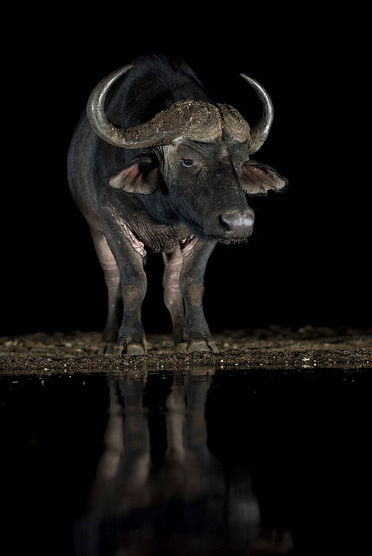 African buffalo at a waterhole at night