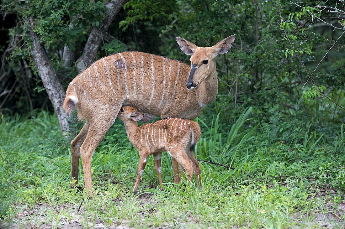 Nyala fawn suckling on its mother