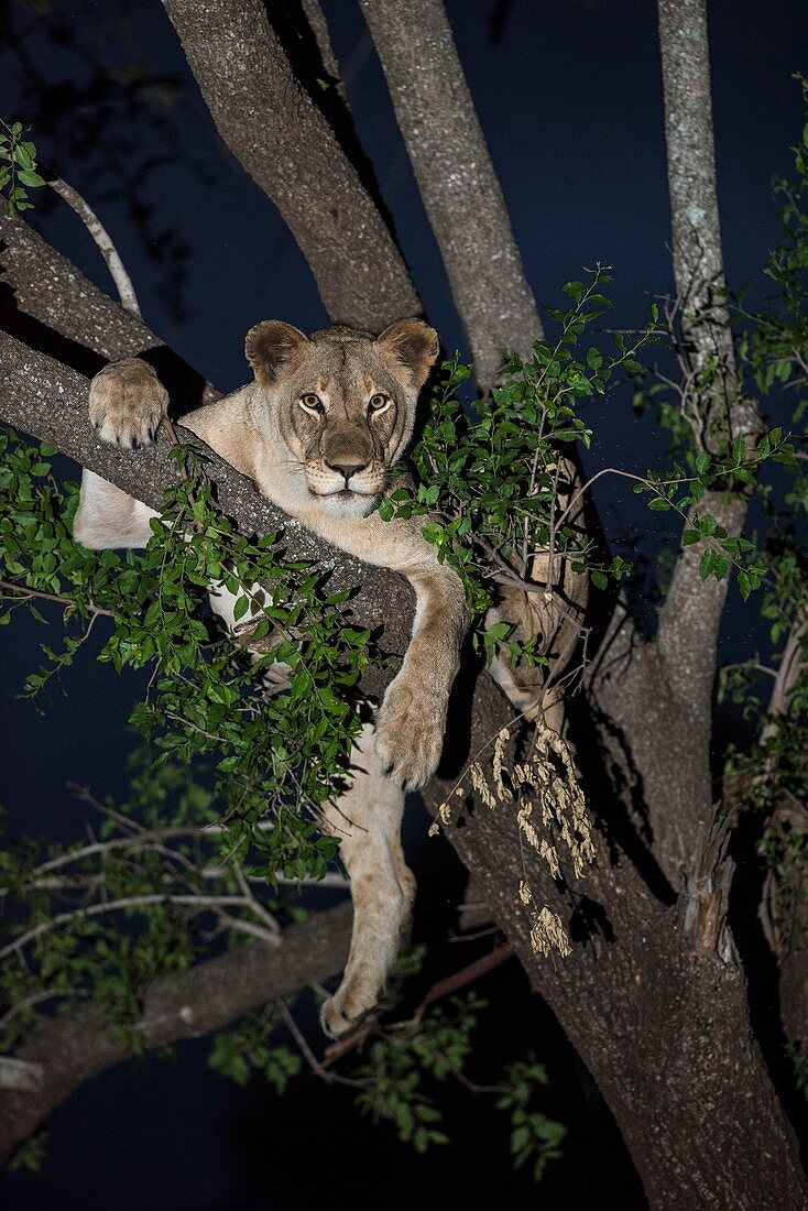 African lioness in a tree after dark
