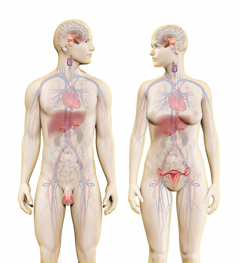 Male and female endocrine glands, illustration