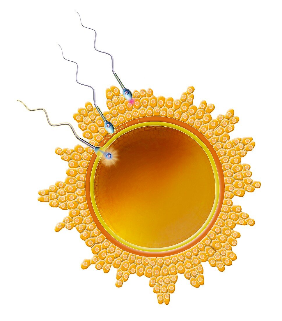 Sperm cell fertilising an ovum, illustration