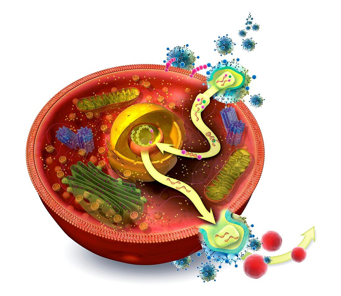 Virus life cycle, illustration