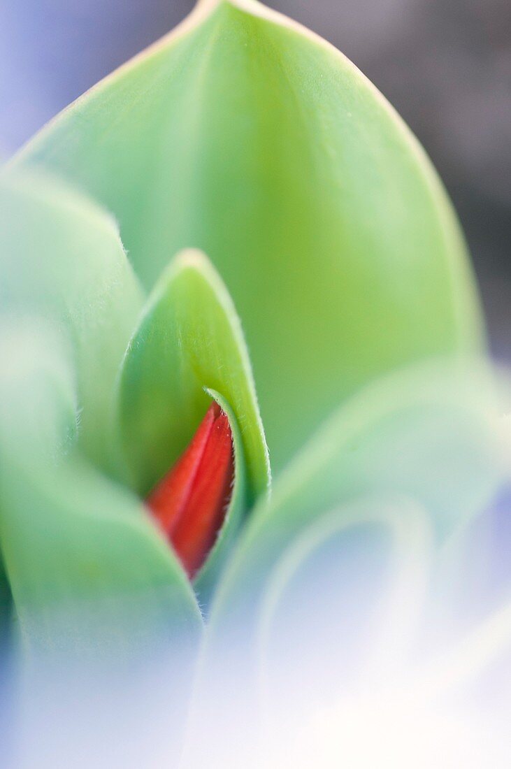 Emerging tulip (Tulipa sp.) flower and leaves