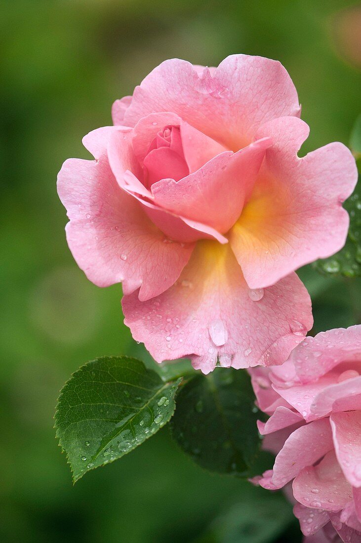 Raindrops on rose (Rosa 'Lilian Austin') flower