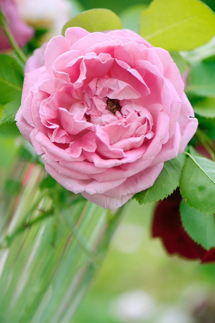 Rose (Rosa 'Bishop's Castle') flower