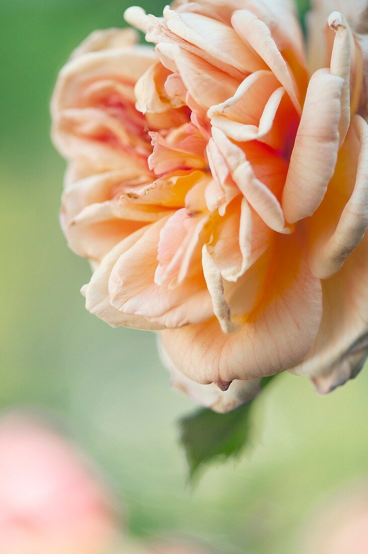 Rambler rose (Rosa 'Alchemist') flower