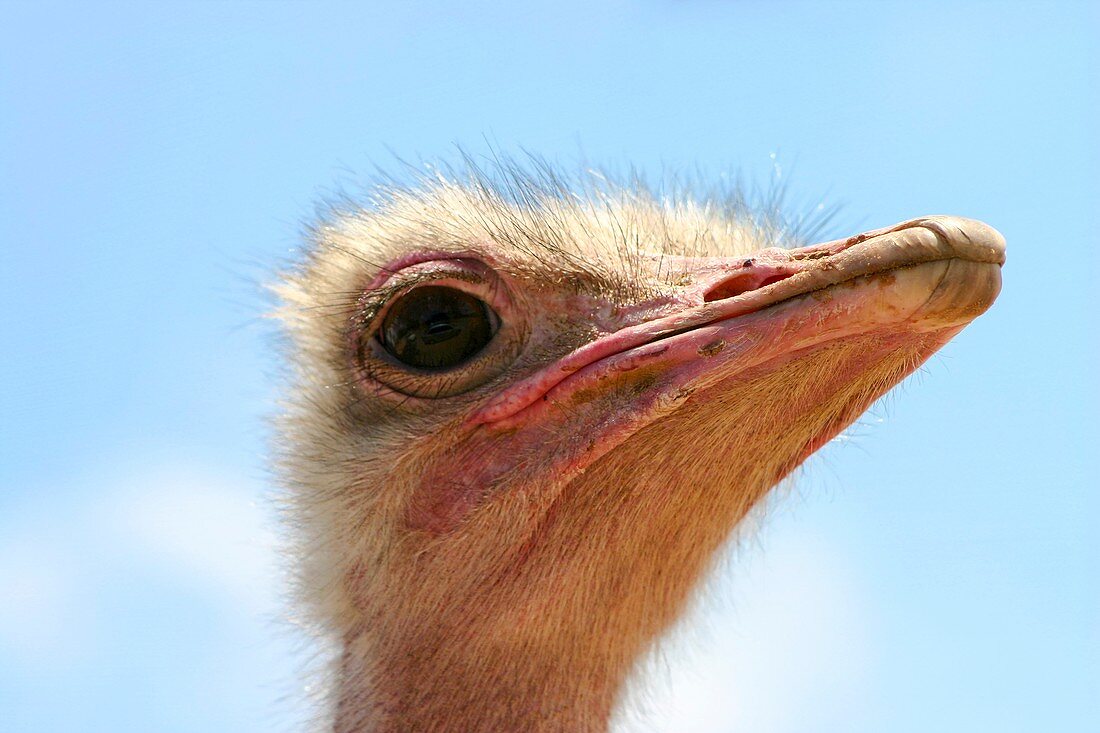 close up portrait of a head of an ostrich