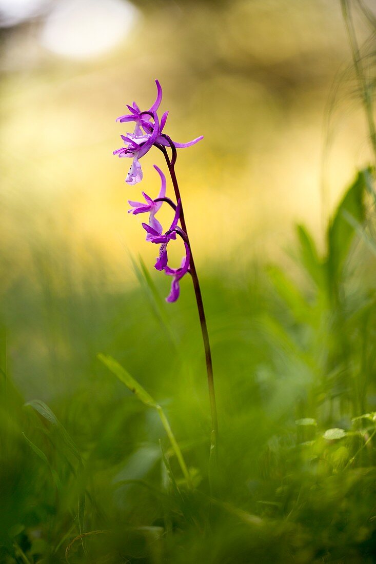 Anatolian orchid flower