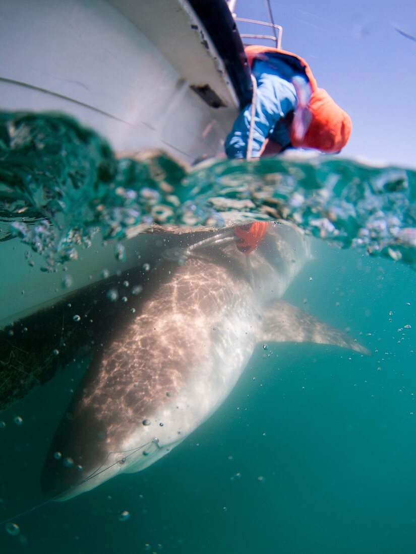 Tagging a sandbar shar