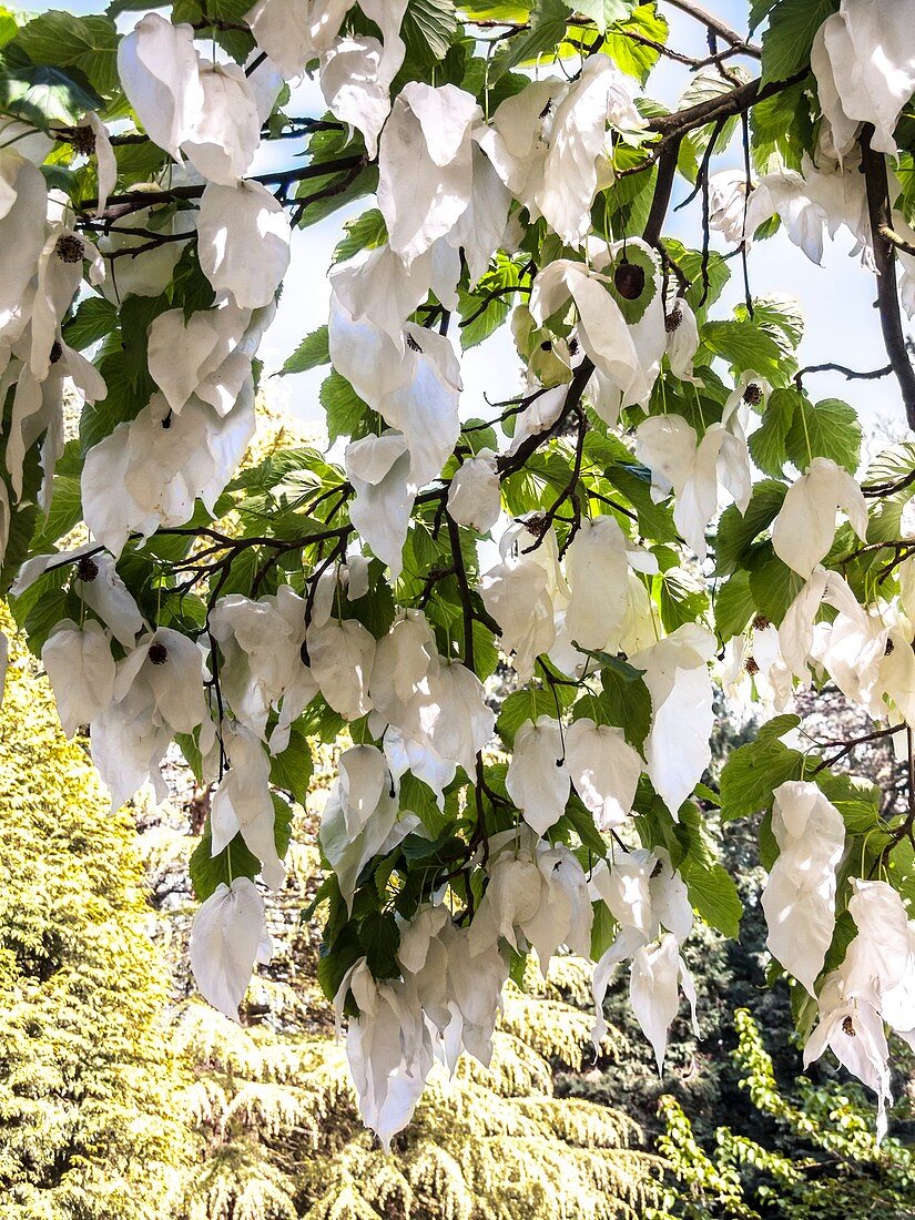 Bracteate flowers of Handkerchief Tree