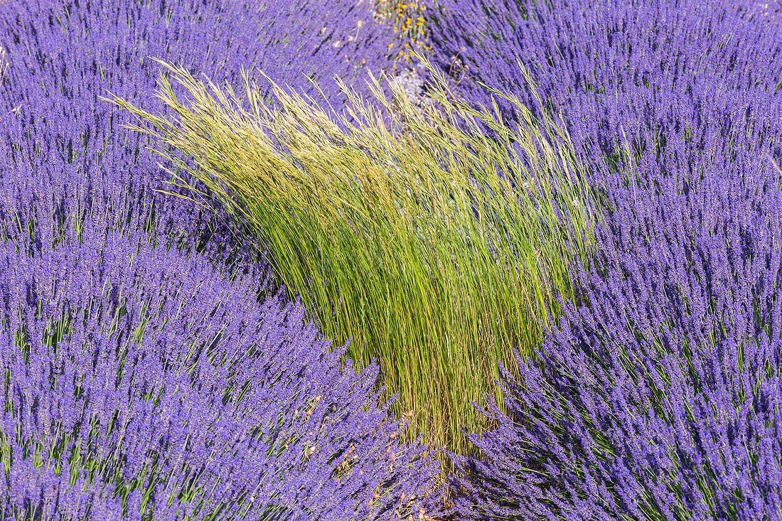 Tor Grass in a Lavandin field.