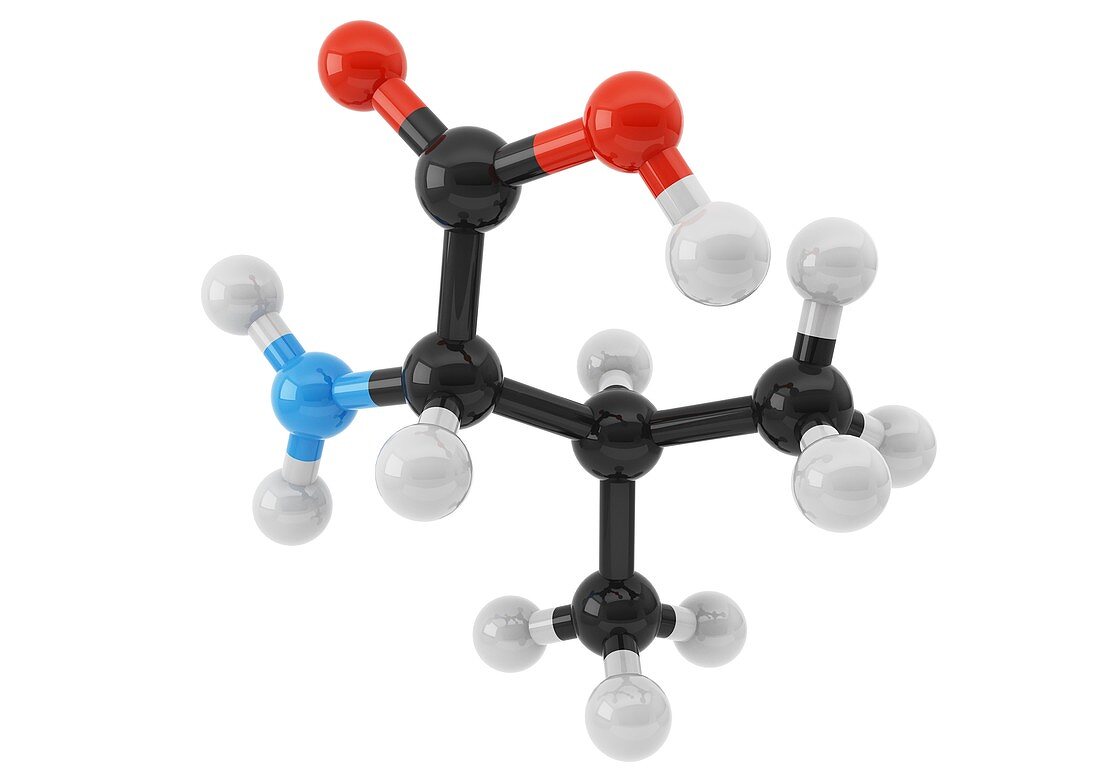 Valine amino acid molecule
