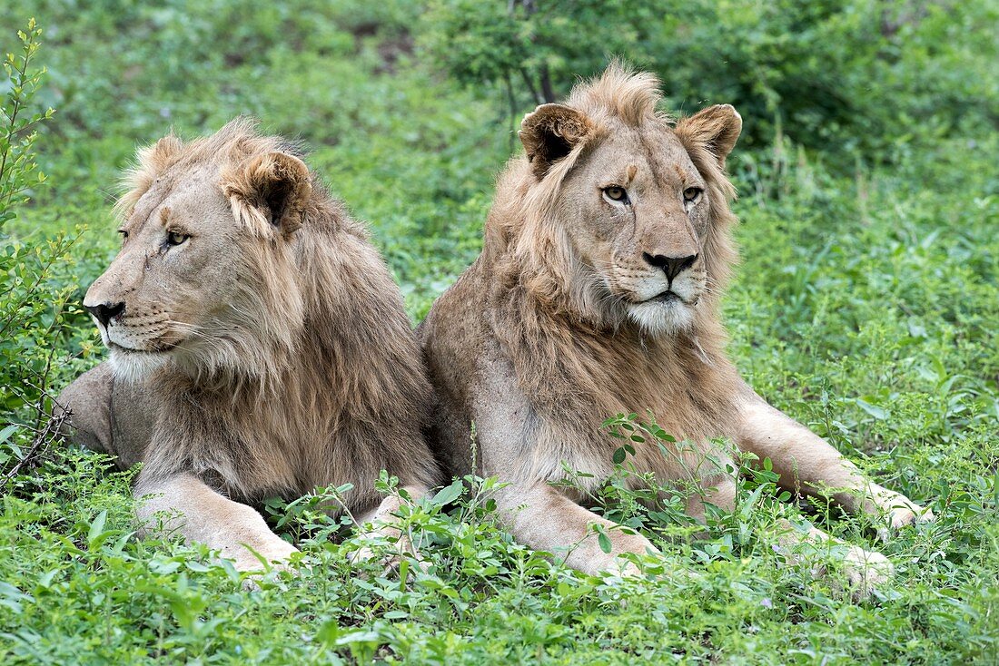 Two juvenile African lions