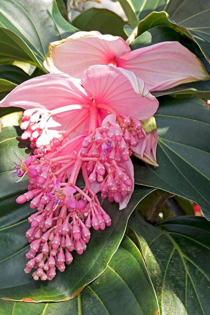 Medinilla magnifica flower