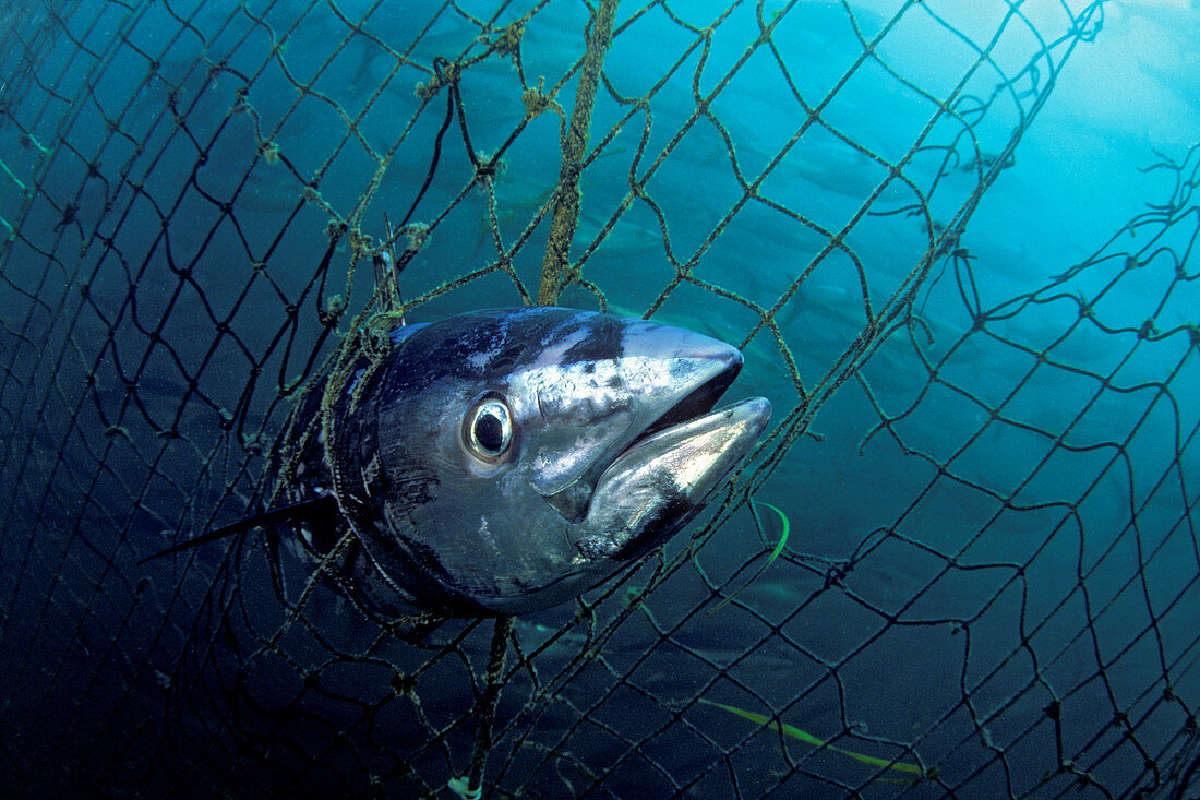 Caught southern bluefin tuna