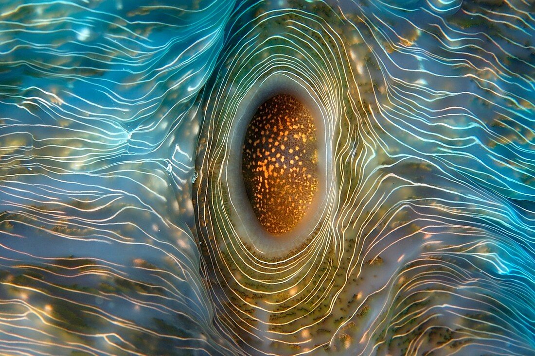 Horseshoe clam