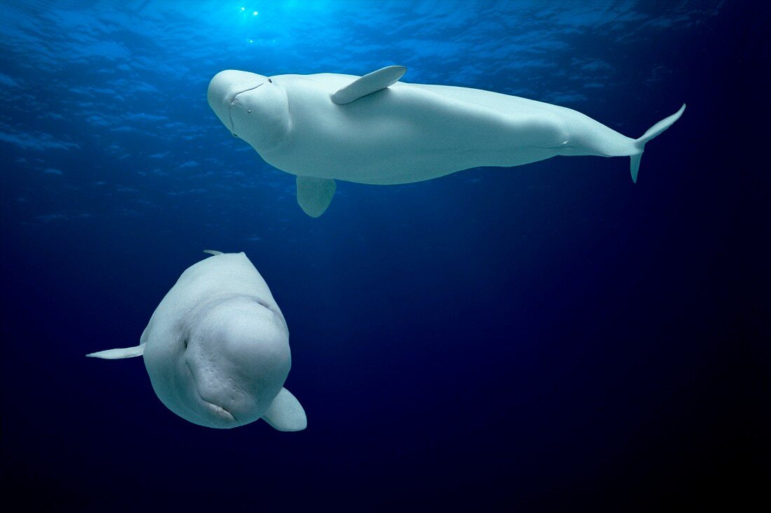 Beluga whales, composite image