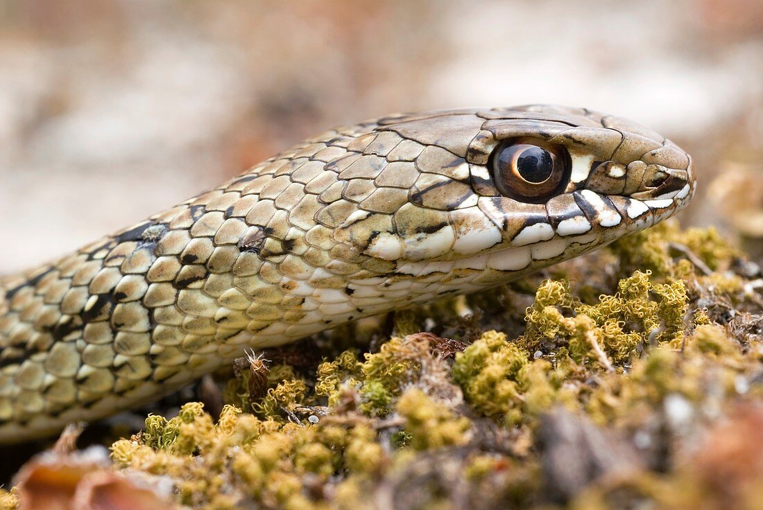 Juvenile Montpelier snake
