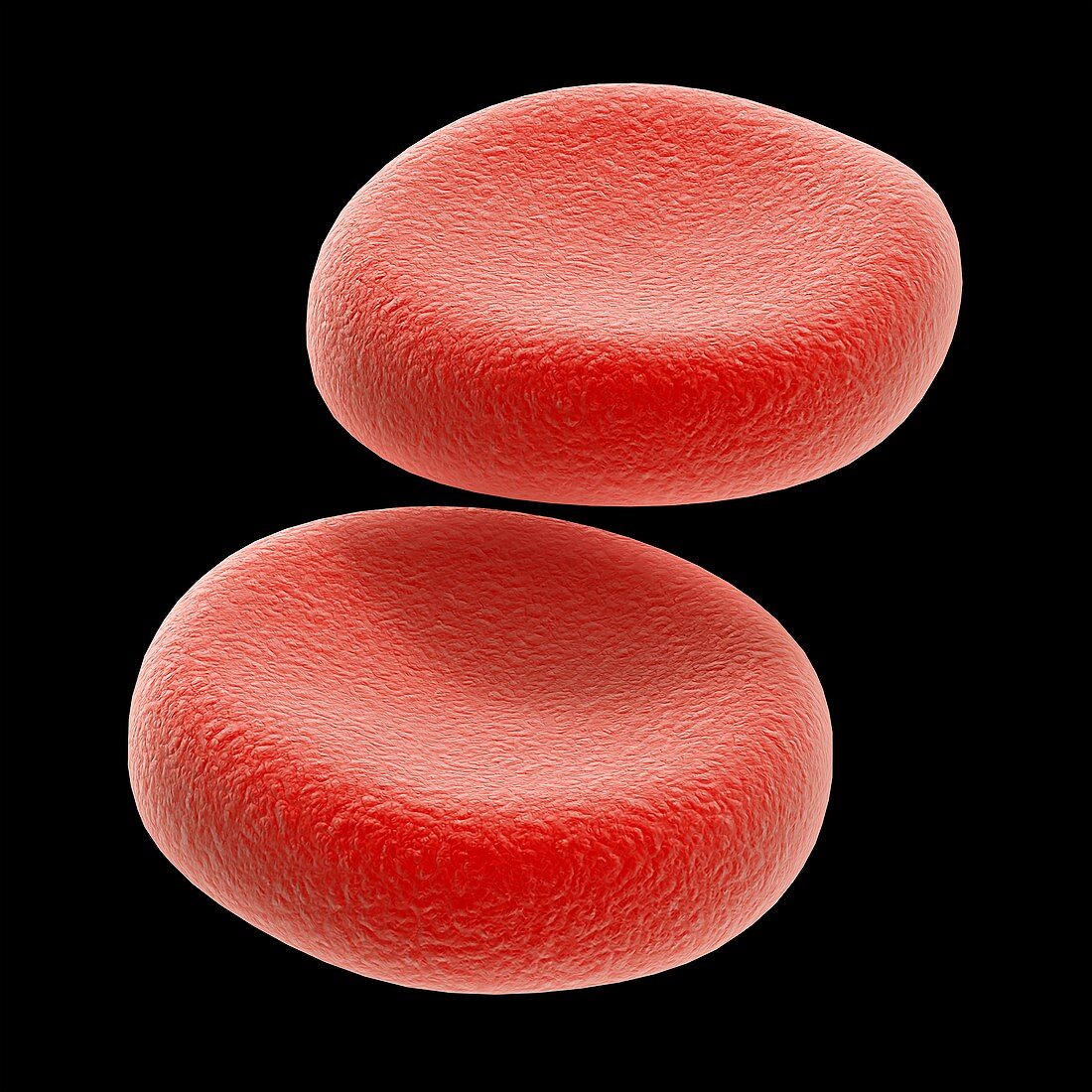 Red blood cells, illustration