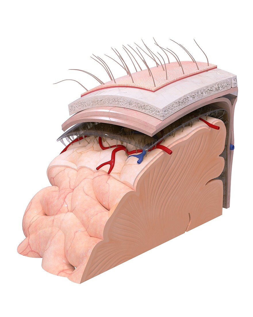 Brain membranes and anatomy, illustration