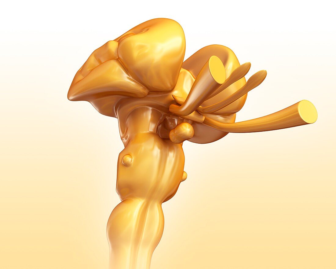 Human midbrain with spinal cord, illustration