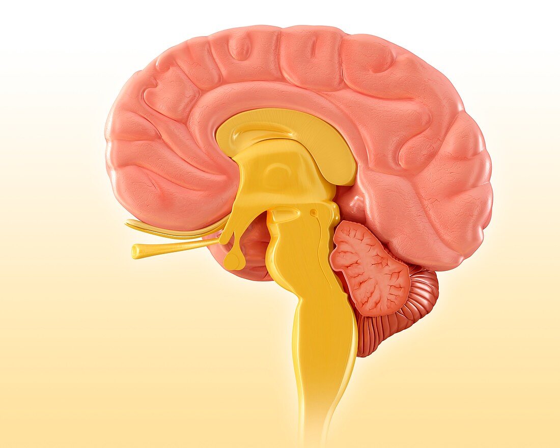 Human brain sagittal mid-section, illustration