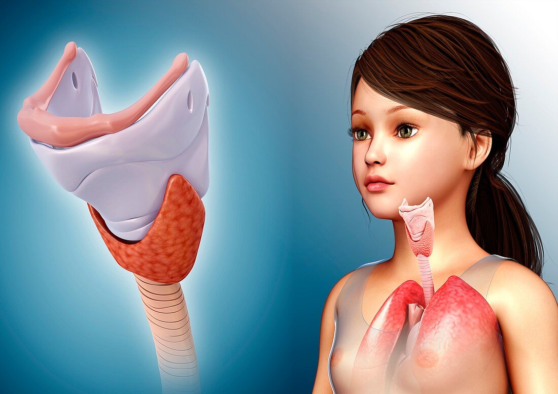 Child's thyroid anatomy, illustration