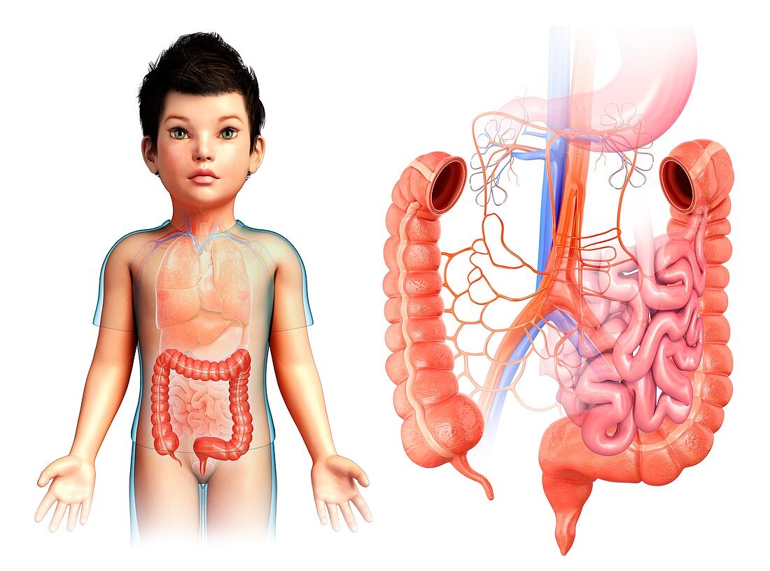 Child's large intestine anatomy, illustration