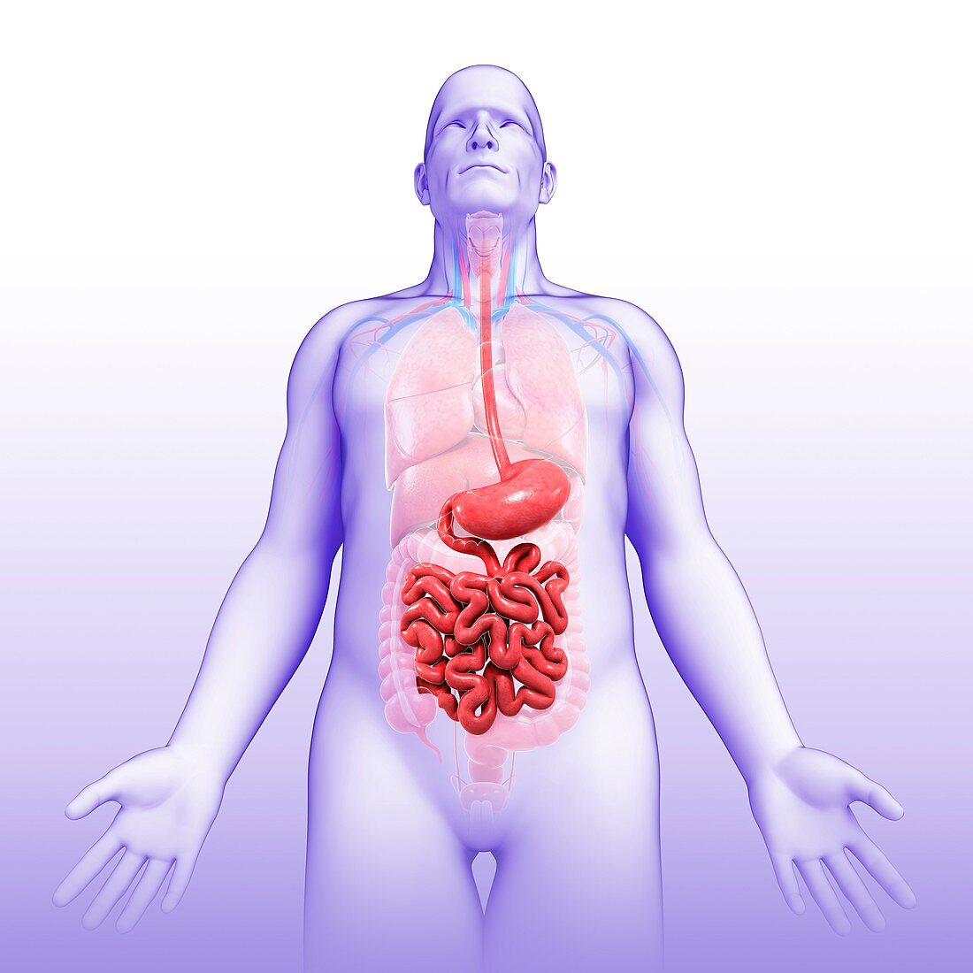 Male stomach and small intestine, illustration