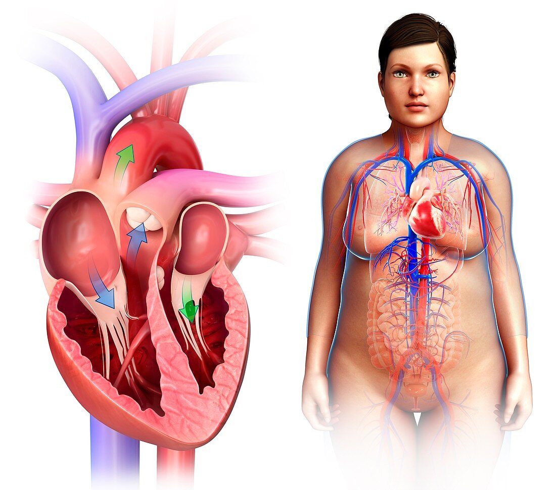 Female heart valves and anatomy, illustration