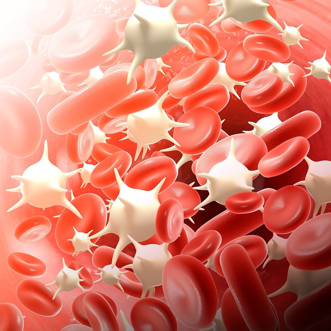 Red and white blood cells, illustration