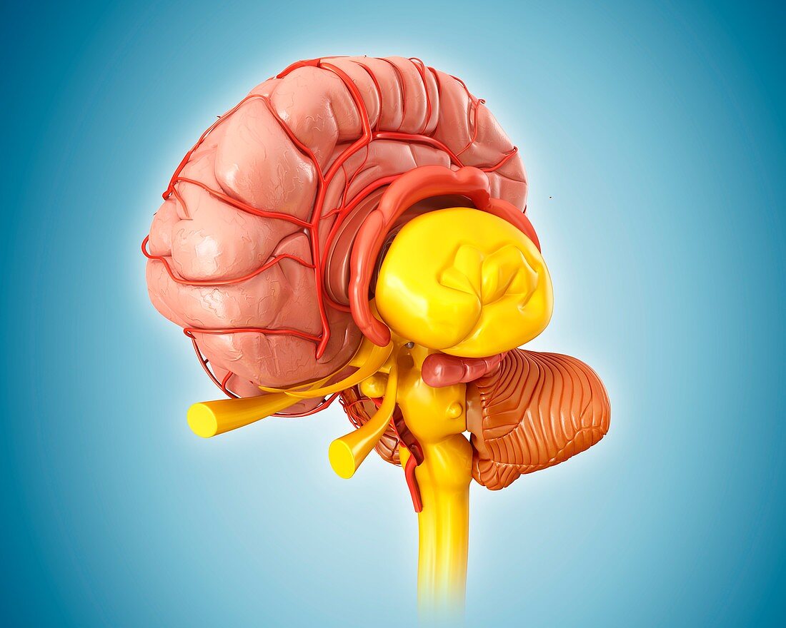 Human brain anatomy and arteries, illustration
