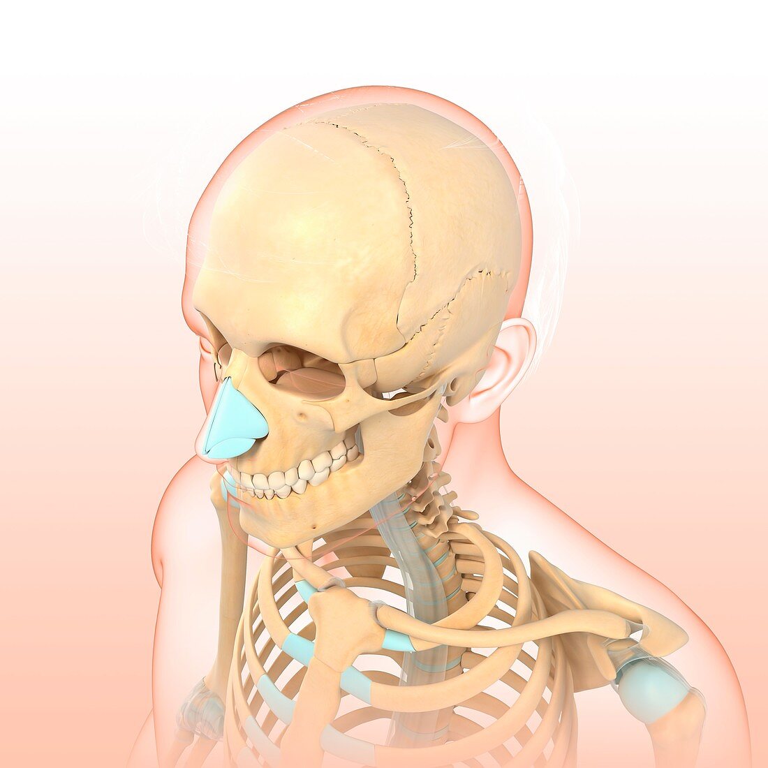 Human skeleton, illustration