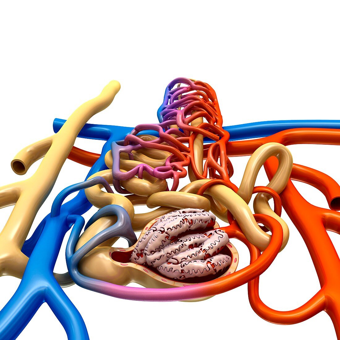 Nephron structure in a kidney, illustration
