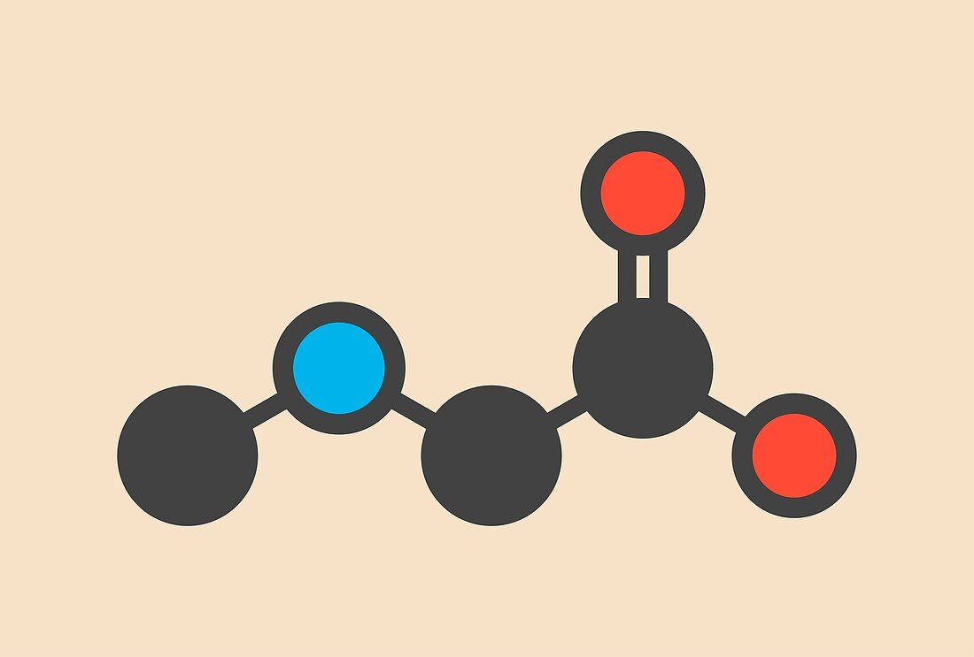 Sarcosine molecule