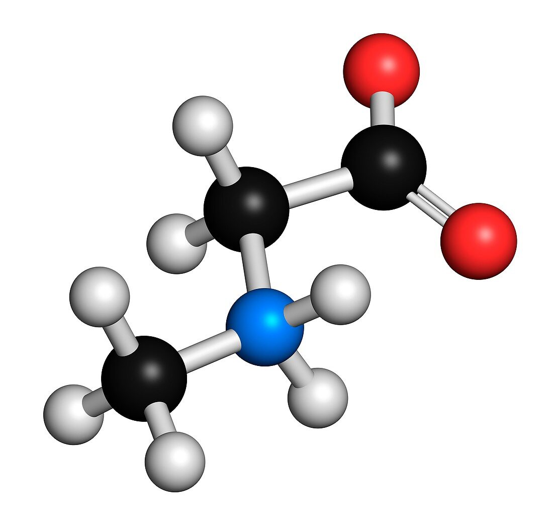 Sarcosine molecule