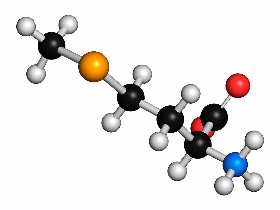 Selenomethionine amino acid molecule