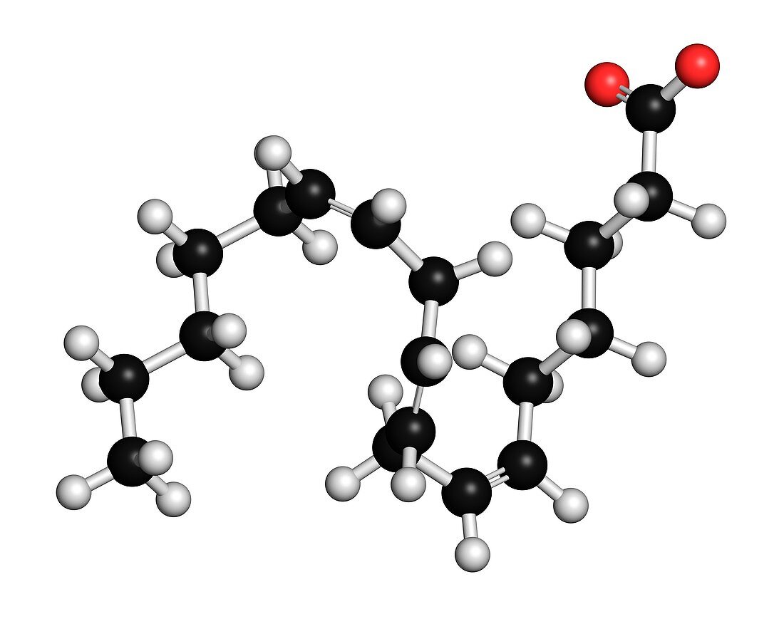 Gamma-linolenic acid fatty acid molecule